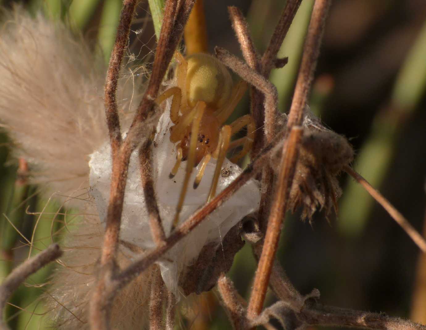 Cheiracanthium punctorium